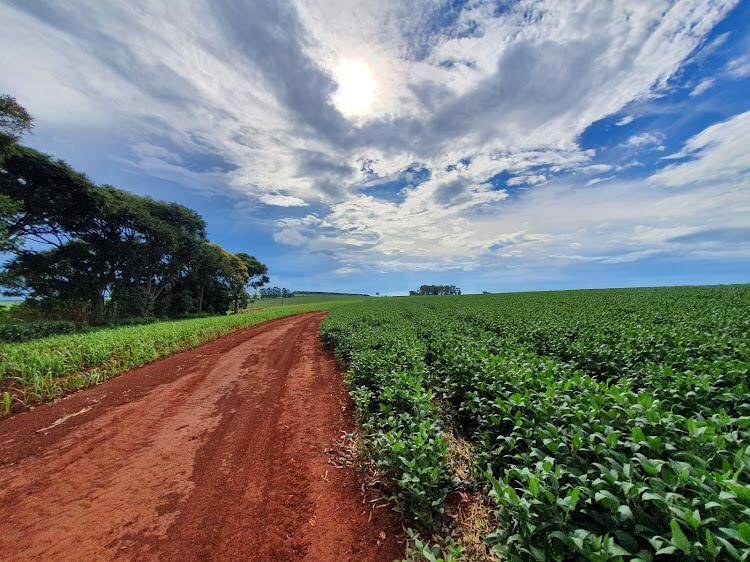 Carreador de terra vermelha entre talhões