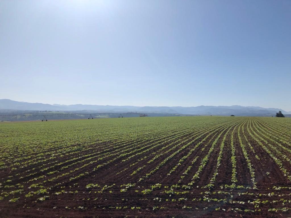 Pivô central sobre a lavoura recém-plantada